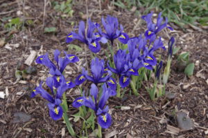 Die zauberhafte Netzblatt-Iris wird nur 15 Zentimeter hoch und erfreut ab Anfang Januar mit ihren duftenden Blüten.