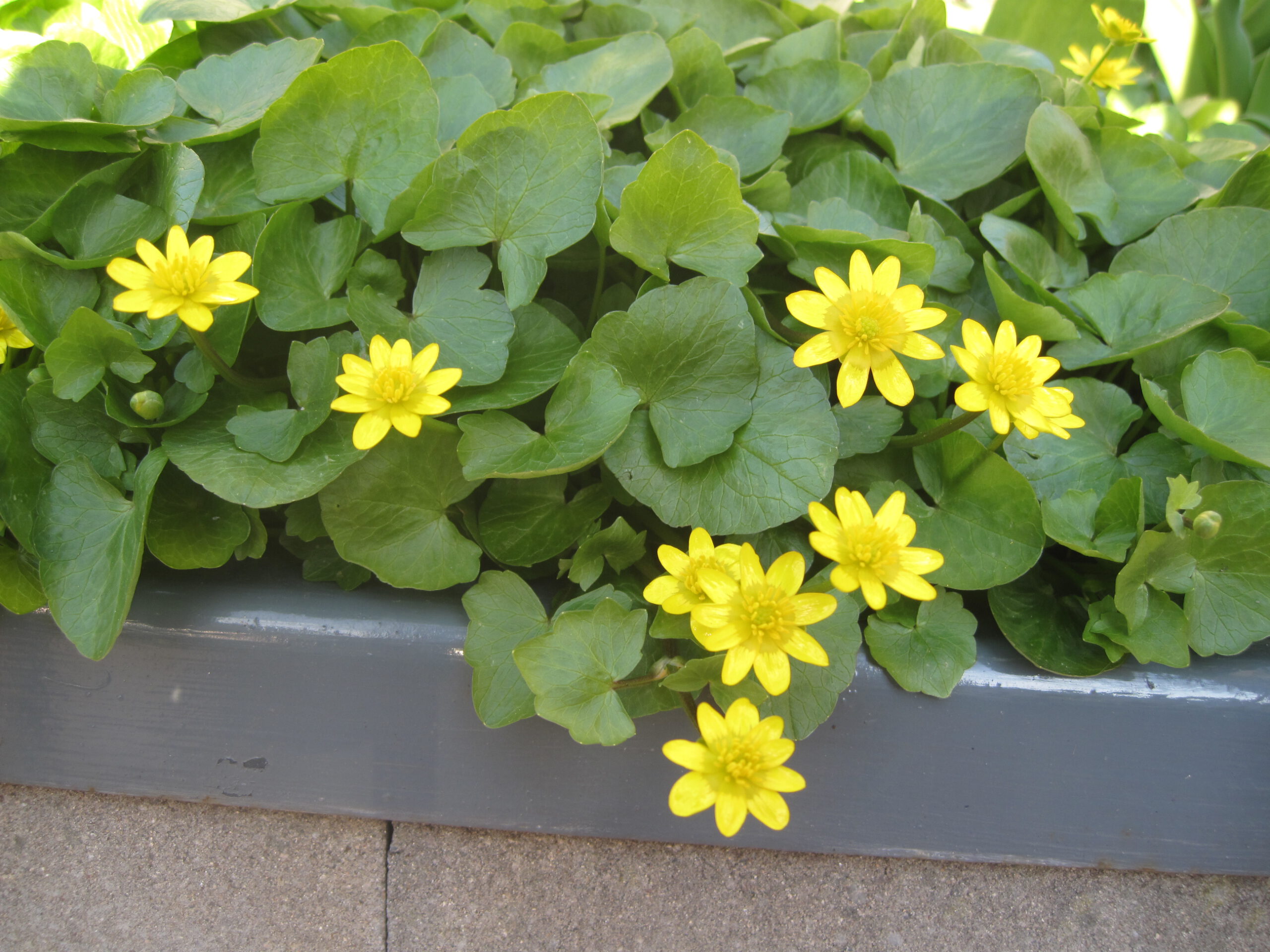 Scharbockskraut (Ficaria verna)