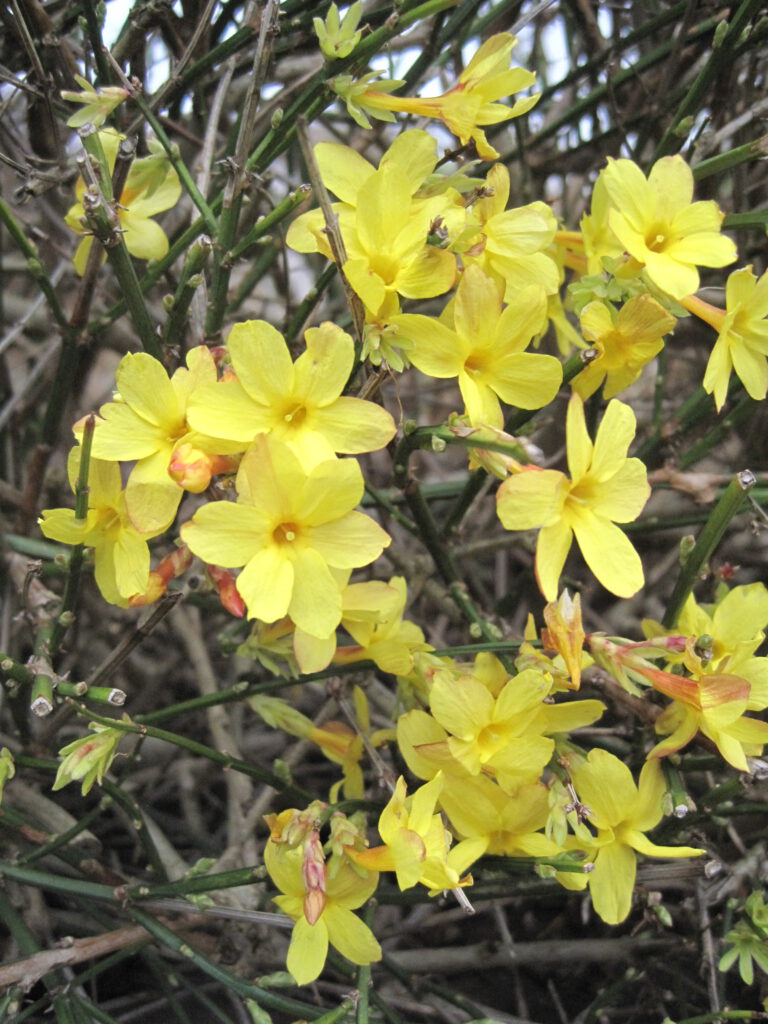 Die Blüten des Winterjasmin (Jasminum nudiflorum) ähneln der Forsythie, enthalten aber Pollen und Nektar und öffnen sich bereits im Winter.